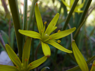 Gagea lutea