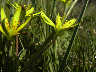 Gagea lutea