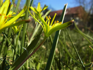 Gagea lutea