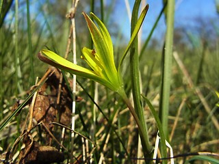 Gagea lutea