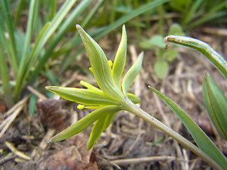 Gagea lutea