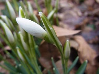 Galanthus nivalis