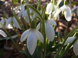 Galanthus nivalis