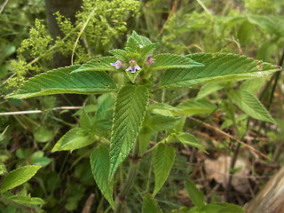 Galeopsis bifida