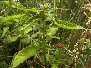 Galeopsis bifida