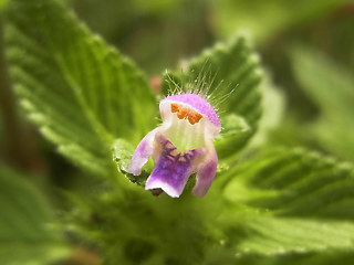 Galeopsis bifida