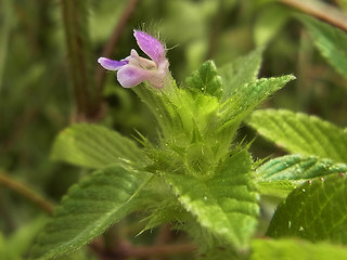 Galeopsis bifida