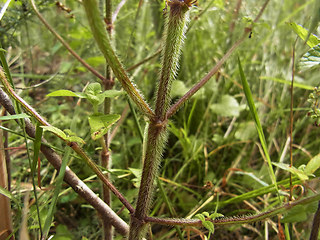 Galeopsis bifida