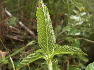 Galeopsis bifida