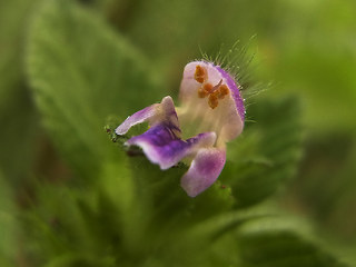 Galeopsis bifida