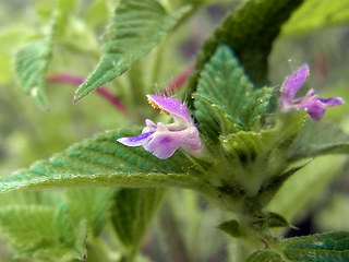 Galeopsis bifida