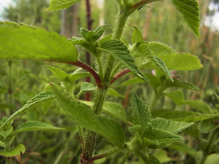 Galeopsis bifida