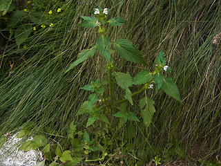 Galeopsis tetrahit