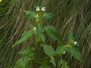 Galeopsis tetrahit