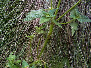 Galeopsis tetrahit