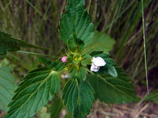 Galeopsis tetrahit