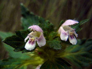 Galeopsis tetrahit