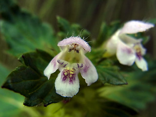 Galeopsis tetrahit