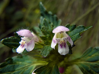 Galeopsis tetrahit