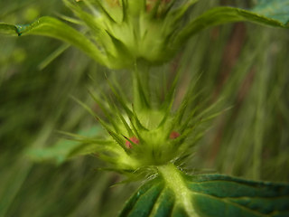 Galeopsis tetrahit