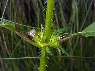 Galeopsis tetrahit