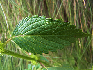 Galeopsis tetrahit