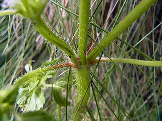 Galeopsis tetrahit