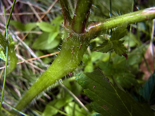 Galeopsis tetrahit