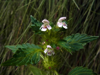 Galeopsis tetrahit