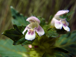 Galeopsis tetrahit