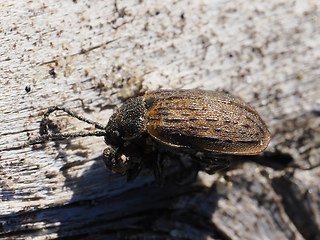 Galeruca interrupta