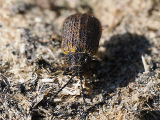 Galeruca interrupta