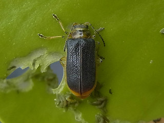 Galeruca nymphaeae