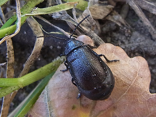 Galeruca tanaceti