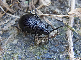 Galeruca tanaceti