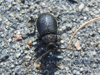 Galeruca tanaceti