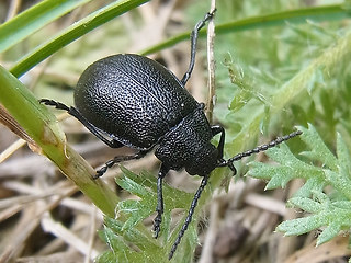 Galeruca tanaceti