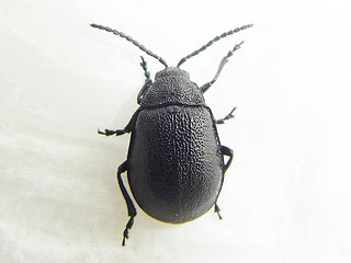 Galeruca tanaceti