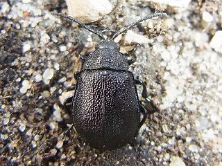 Galeruca tanaceti