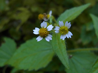 Galinsoga ciliata