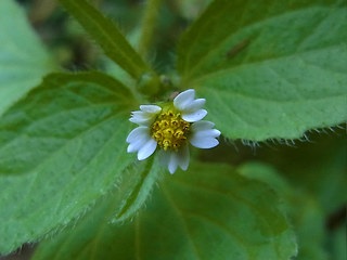 Galinsoga ciliata