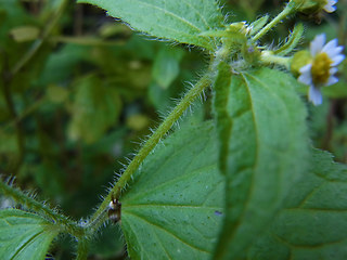 Galinsoga ciliata