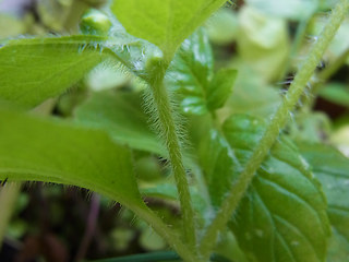 Galinsoga ciliata