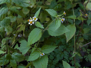 Galinsoga ciliata