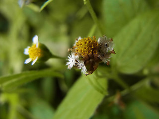 Galinsoga parviflora