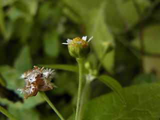 Galinsoga parviflora