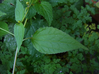 Galinsoga parviflora