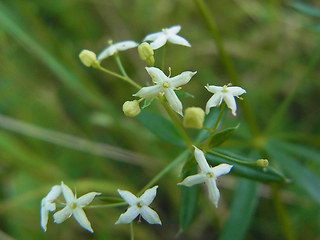 Galium album