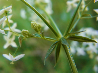 Galium album