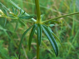 Galium album